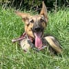 Bella lieber Welpe sucht Sie Ho