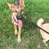 Bella lieber Welpe sucht Sie Ho