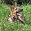 Bella lieber Welpe sucht Sie Ho
