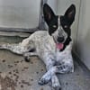Stella ist in der Tierherberge Donzdorf