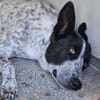 Stella ist in der Tierherberge Donzdorf
