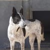 Stella ist in der Tierherberge Donzdorf