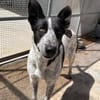 Stella ist in der Tierherberge Donzdorf