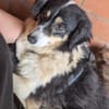 AMMY sucht ihr Für-Immer-Körbchen