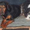AMMY sucht ihr Für-Immer-Körbchen