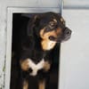 Armando ist in der Tierherberge Donzdorf