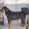 Armando ist in der Tierherberge Donzdorf