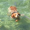 Paul - Gute-Laune-Hund sucht Zuhause