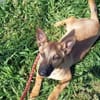 LITTLE JOE - ein Junghund zum Verlieben