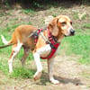 Valos