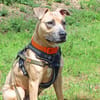 LAIKA