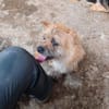 Milou
