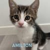 AMILTON