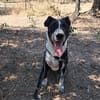 FENICE, dolcissima cagnolona