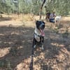 FENICE, dolcissima cagnolona