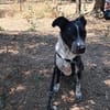 FENICE, dolcissima cagnolona