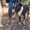 FENICE, dolcissima cagnolona
