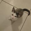 KODA