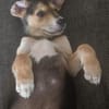 Toller Bruno sucht ein neues Zuhause