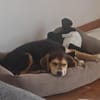 Toller Bruno sucht ein neues Zuhause