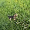 Toller Bruno sucht ein neues Zuhause