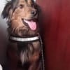 Sammy - sucht seine zweite Chance