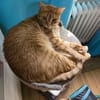 Katze Lela aus 81475 München 🍀
