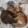 Katze Lela aus 81475 München 🍀