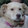 Diras - kinderlieber Familienhund