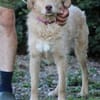 Diras - kinderlieber Familienhund