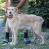 Diras - kinderlieber Familienhund
