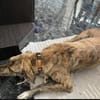 Traumhund Jessie sucht eine neue Familie