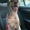 Traumhund Jessie sucht eine neue Familie