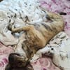 Traumhund Jessie sucht eine neue Familie