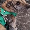 Traumhund Jessie sucht eine neue Familie