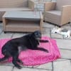 Cora  sucht liebevolles Zuhause
