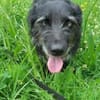 Cora  sucht liebevolles Zuhause