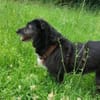 Cora  sucht liebevolles Zuhause