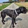 NERO - auf Pflege in 86xxx Asbach!