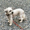 Rocksy su. erfahrene Besitzer