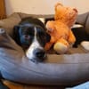 Skye sucht ein zu Hause