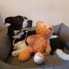 Skye sucht ein zu Hause