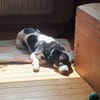 Skye sucht ein zu Hause