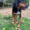 Elegante und ruhige Grace