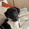 Spike sucht sein Zuhause