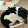 Spike sucht sein Zuhause