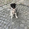 Spike sucht sein Zuhause