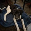 Spike sucht sein Zuhause