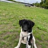 Spike sucht sein Zuhause