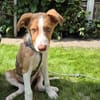 Struppy sucht sein Zuhause